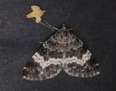 Attēlu rezultāti vaicājumam “Spargania luctuata”