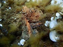 Image result for Octopus vulgaris
