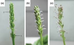 Attēlu rezultāti vaicājumam “Plantago major flower”