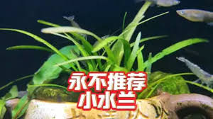 「水蘭」的圖片搜尋結果