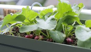 Image result for Radieschen