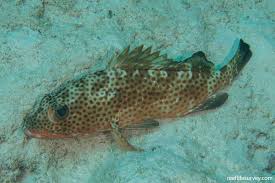 Image result for Epinephelus guttatus