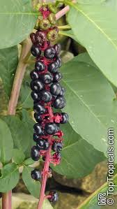 Attēlu rezultāti vaicājumam “Phytolaccaceae”