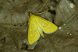 Attēlu rezultāti vaicājumam “Mecyna flavalis”