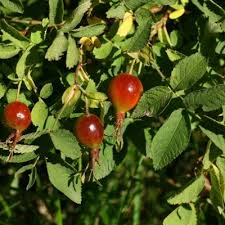 Attēlu rezultāti vaicājumam “Rosa villosa fruit”