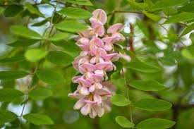 Attēlu rezultāti vaicājumam “Robinia”