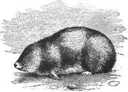 Attēlu rezultāti vaicājumam “Insectivora”