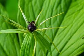 Attēlu rezultāti vaicājumam “Paris quadrifolia fruit”