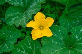 Attēlu rezultāti vaicājumam “Cucurbita pepo leaf”