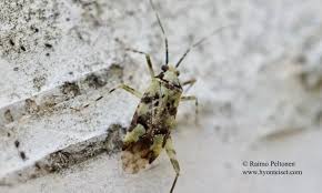 Attēlu rezultāti vaicājumam “Phytocoris tiliae”