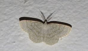 Attēlu rezultāti vaicājumam “Cabera exanthemata”