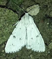 Attēlu rezultāti vaicājumam “Acronicta leporina”