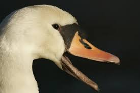 Attēlu rezultāti vaicājumam “Cygnus olor adult”