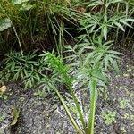 Attēlu rezultāti vaicājumam “Cicuta virosa”