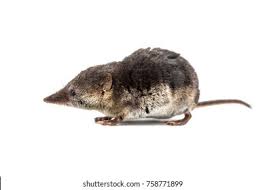 Attēlu rezultāti vaicājumam “Sorex araneus”