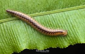 Attēlu rezultāti vaicājumam “Diplopoda”