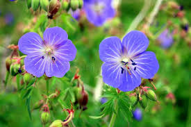 Attēlu rezultāti vaicājumam “Geranium pratense bud”