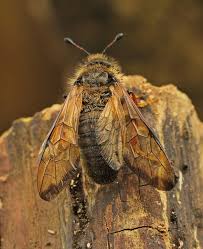 Attēlu rezultāti vaicājumam “Trichiosoma”