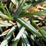 Attēlu rezultāti vaicājumam “Sesleria caerulea leaf”
