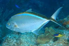 Image result for Caranx ruber