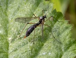 Attēlu rezultāti vaicājumam “Ptychoptera sp. female”