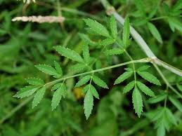 Attēlu rezultāti vaicājumam “Cicuta virosa”