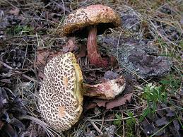 Attēlu rezultāti vaicājumam “Xerocomus chrysenteron”