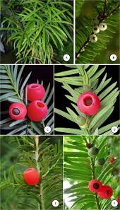 Attēlu rezultāti vaicājumam “Taxus wallichiana”