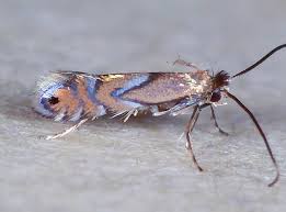 Attēlu rezultāti vaicājumam “Phyllonorycter apparella”