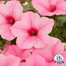 Image result for Petunia