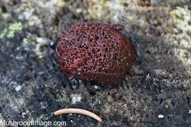 Attēlu rezultāti vaicājumam “Symphytocarpus flaccidus”