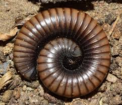 Attēlu rezultāti vaicājumam “Ommatoiulus vilnensis”