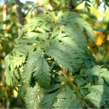 Attēlu rezultāti vaicājumam “Sorbus aucuparia leaf”