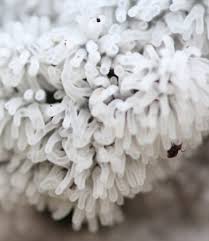 Attēlu rezultāti vaicājumam “Ceratiomyxa fruticulosa plasmodium”