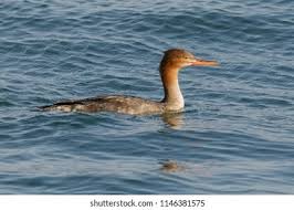 Attēlu rezultāti vaicājumam “Mergus serrator female”