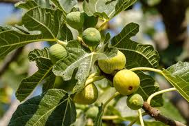 Attēlu rezultāti vaicājumam “Populus x canadensis fruit”