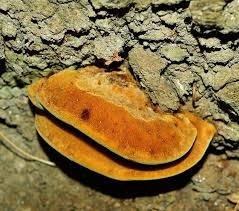 Attēlu rezultāti vaicājumam “Inonotus leporinus”