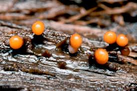 Attēlu rezultāti vaicājumam “Trichia botrytis var. cerifera”