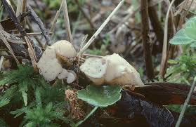 Attēlu rezultāti vaicājumam “Cudoniella clavus”