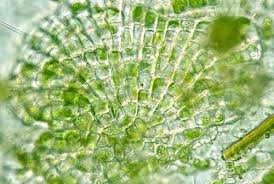 Attēlu rezultāti vaicājumam “Tritomaria exsectiformis cells”