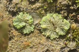 Attēlu rezultāti vaicājumam “Riccia cavernosa”