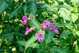 Attēlu rezultāti vaicājumam “Impatiens glandulifera leaf”