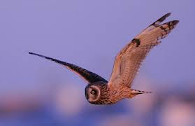 Attēlu rezultāti vaicājumam “Asio flammeus”