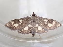 Attēlu rezultāti vaicājumam “Anania coronata”