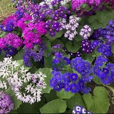 Image result for Cineraria maritima
