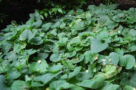 Attēlu rezultāti vaicājumam “Brunnera macrophylla”