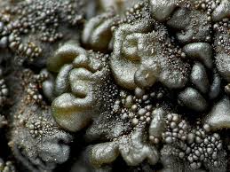 Attēlu rezultāti vaicājumam “Collema”