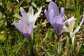 Attēlu rezultāti vaicājumam “Crocus vernus subsp. vernus”