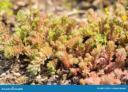 Attēlu rezultāti vaicājumam “Sedum hispanicum flower”