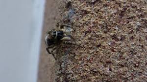 Attēlu rezultāti vaicājumam “Salticus scenicus”